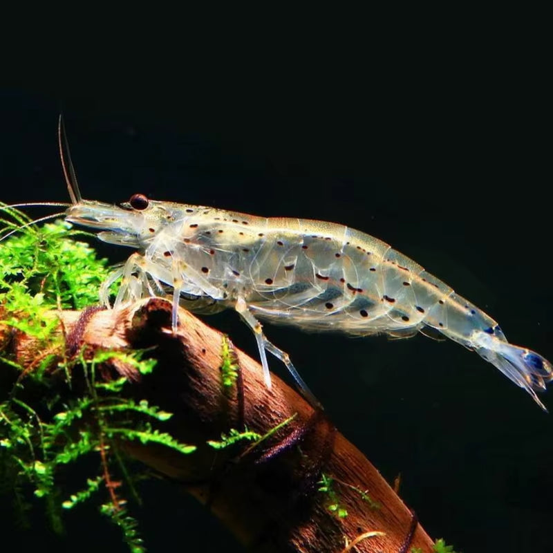 Natural Sapphire Shrimp Healthy Delicious Feed for Fish Feed Shrimp 150Ml/500Ml Aquarium Fish Tank Crystal Shrimp Food