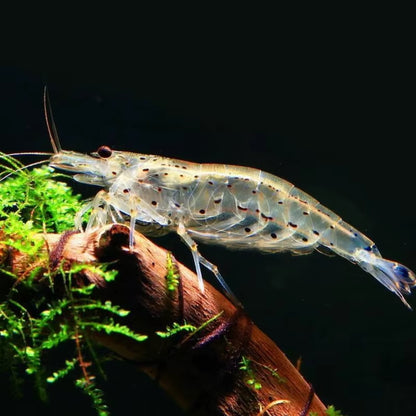 Natural Sapphire Shrimp Healthy Delicious Feed for Fish Feed Shrimp 150Ml/500Ml Aquarium Fish Tank Crystal Shrimp Food